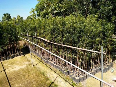 【羅漢松培養基地、羅漢松小苗直銷、質優價廉】綠化苗木,價格,廠家,供應商,花木,龍海市東泗興輝園藝場 - 產品庫