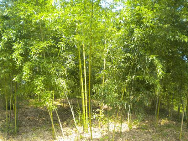 「黃槽竹」最新黃槽竹_價格_圖片_產(chǎn)地報價表-江蘇沭陽長景園林苗木場