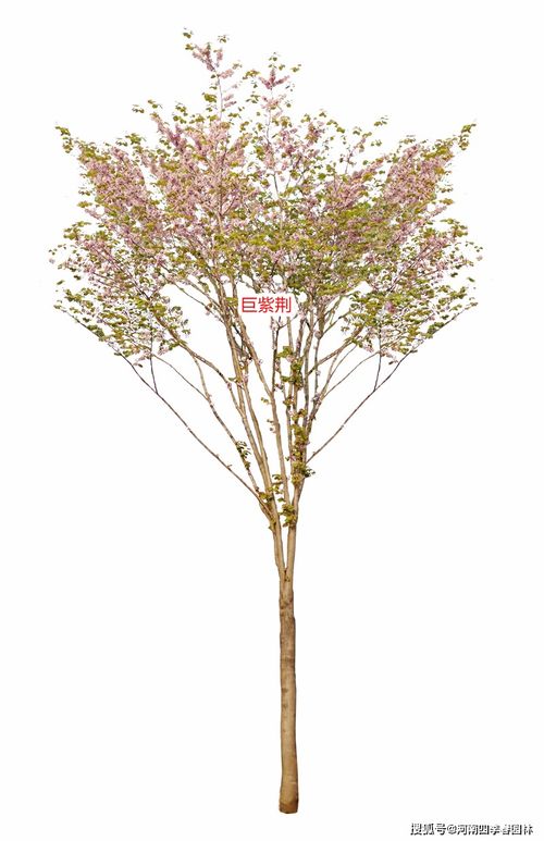 24種 四季春 系列紫荊樹苗木產(chǎn)品,助力打造精美紫荊園
