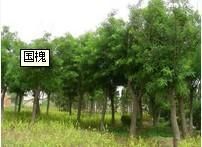 供應(yīng)濰坊青州-國槐報(bào)價(jià) 國槐價(jià)格-青州春雨苗木基地_農(nóng)副產(chǎn)品_世界工廠網(wǎng)中國產(chǎn)品信息庫
