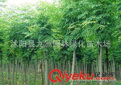批發華山松,羅漢松,雪松,規格全,貨源足。-沭陽縣九洲園林綠化苗木場提供批發華山松,羅漢松,雪松,規格全,貨源足。的相關介紹、產品、服務、圖片、價格沭陽縣九洲園林綠化苗木場、花卉苗木;苗木種子;景觀木屋
