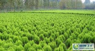 苗木-花木、柏球、花柏球、蜀檜球、大葉黃楊_農副產品_世界工廠網中國產品信息庫