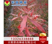 優化苗木產品庫策略，提升園林綠化行業競爭力
