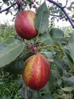 黃金梨苗種植與管理指南 栽種時間、水肥控制與生長表現