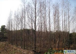 合肥優質水杉苗木供應，綠化工程優選，規格齊全直達世界工廠網