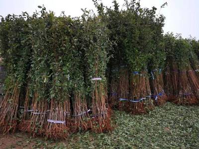 山東育苗基地遭竊，新疆杏李品種“恐龍蛋”市場熱度再引關注