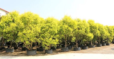 行情回暖，機遇與挑戰并存——深度解析苗木市場新趨勢與苗圃發展策略