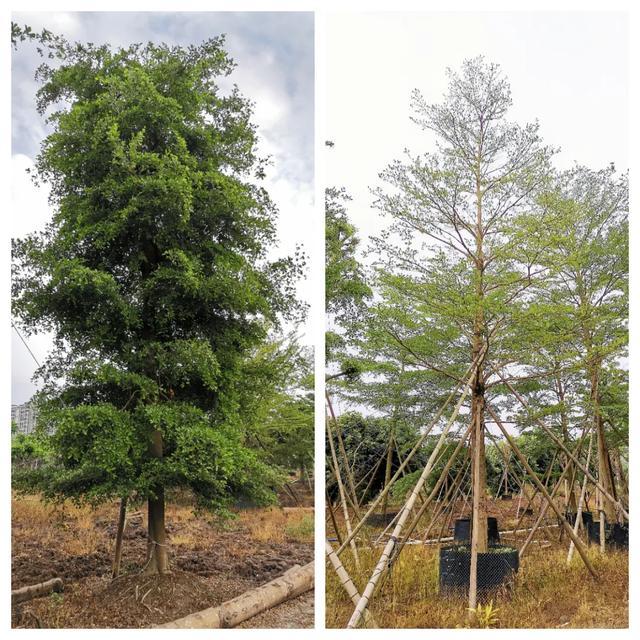 苗倉會員風采|粵創 成功打通定制苗木之路 林業種植