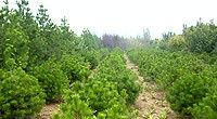 基地低價出售各種優質柳樹苗(垂柳、旱柳)[供應]_綠化苗木_世界工廠網中國產品信息庫
